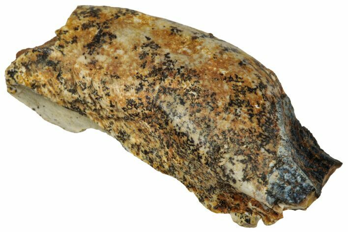 Fossil Triceratops Shed Tooth - Montana #350728